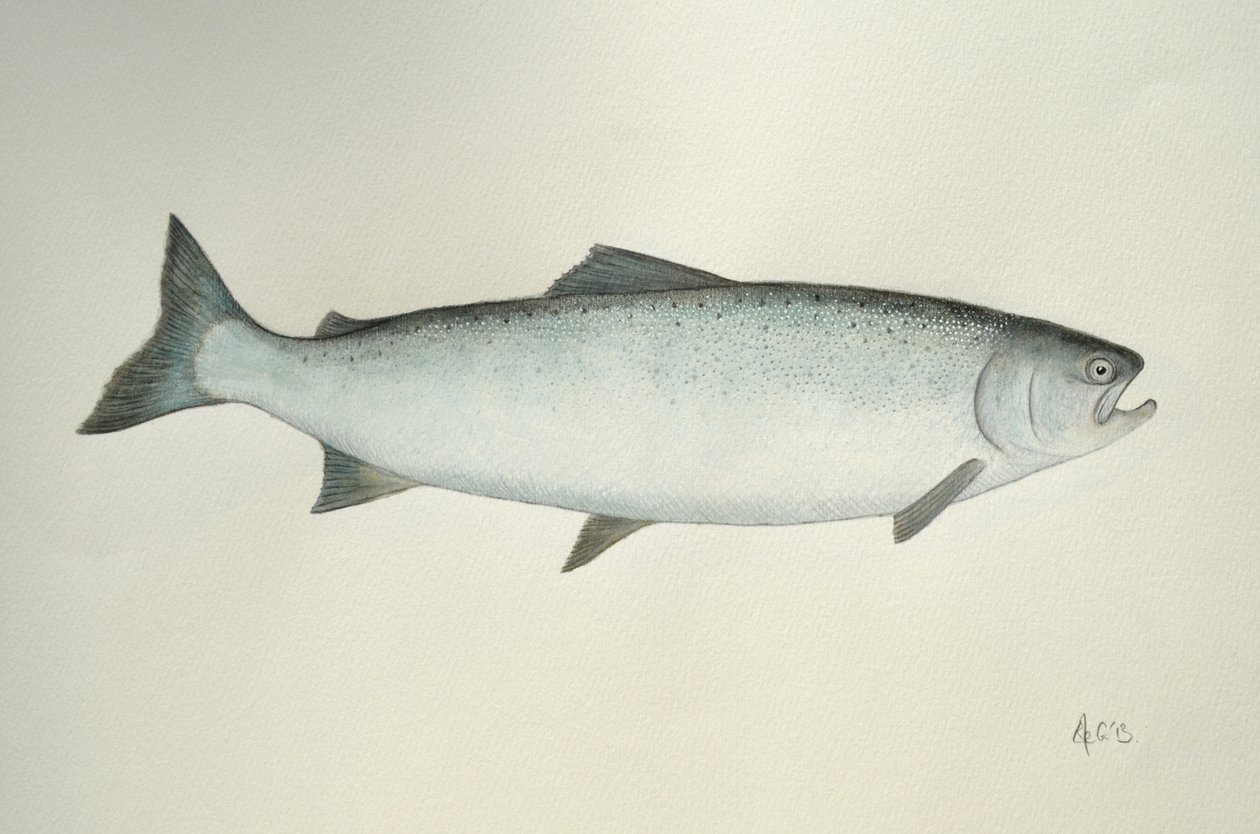 Zalm, 2013 (aquarelverf en potlood) door Eleanor Grafton