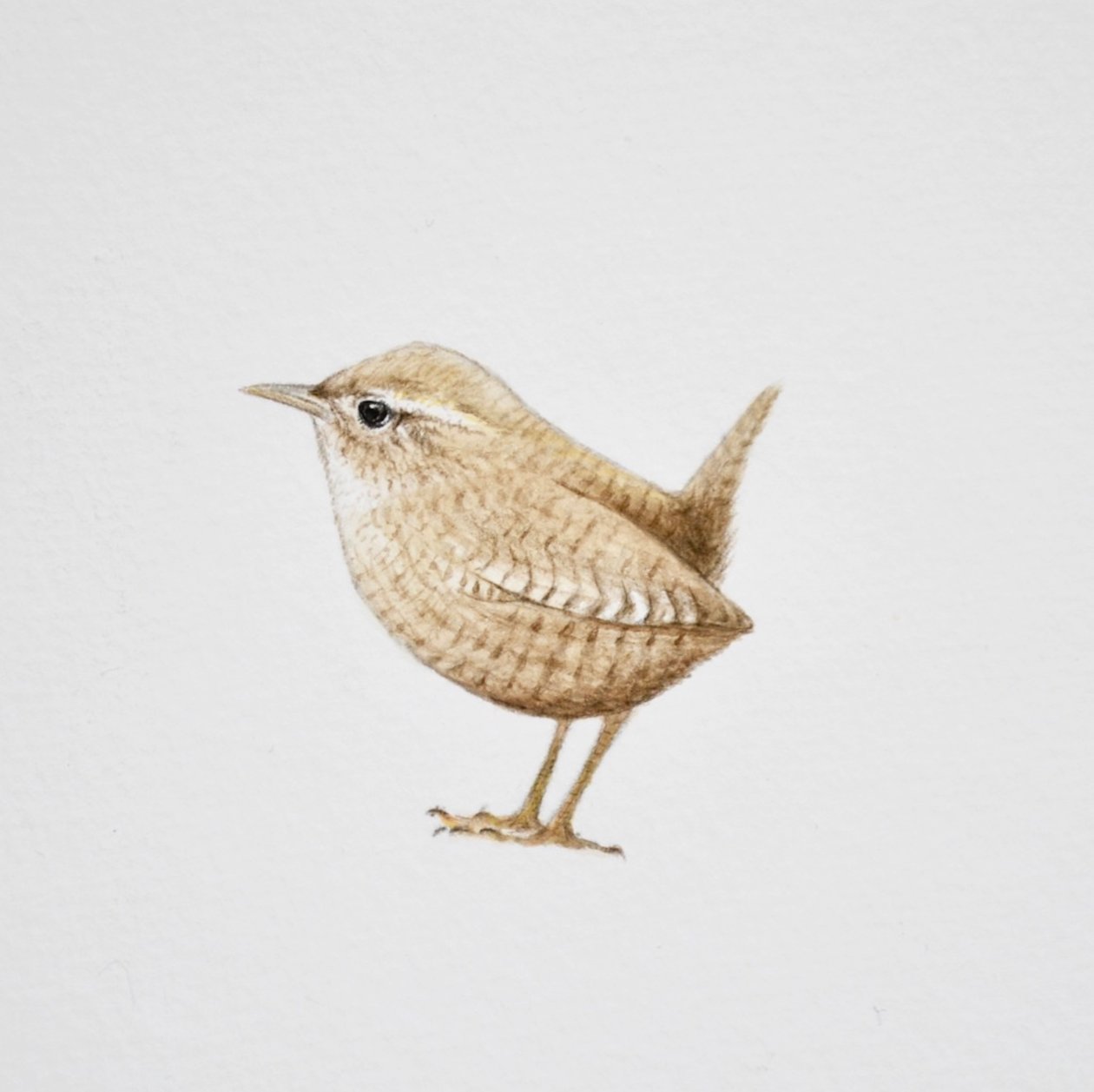 Winterkoninkje, 2019 (aquarelverf en potlood) door Eleanor Grafton