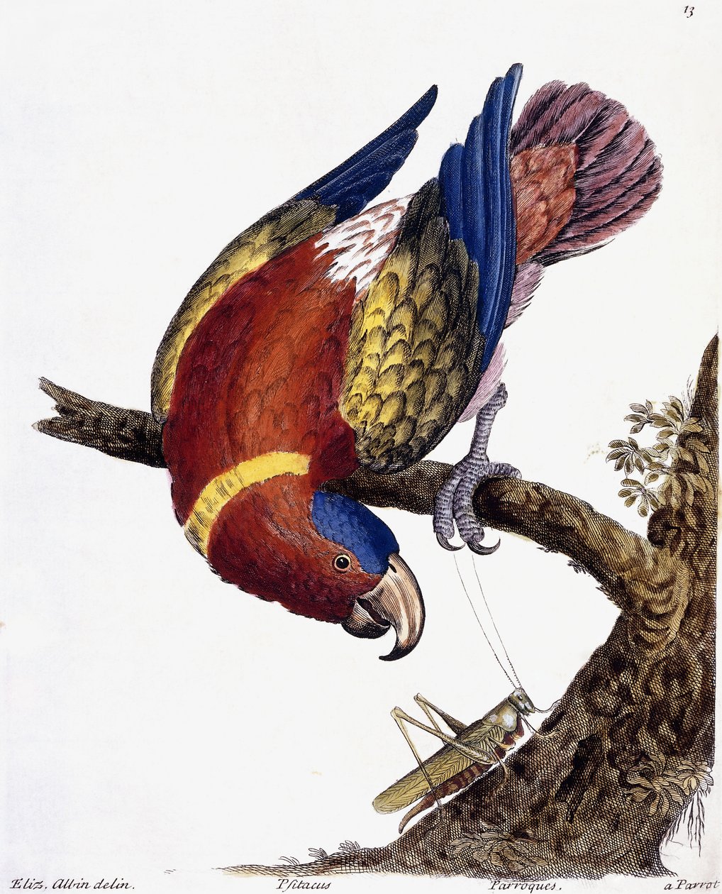 Een papegaai, 1731-1738 door Eleazar Albin