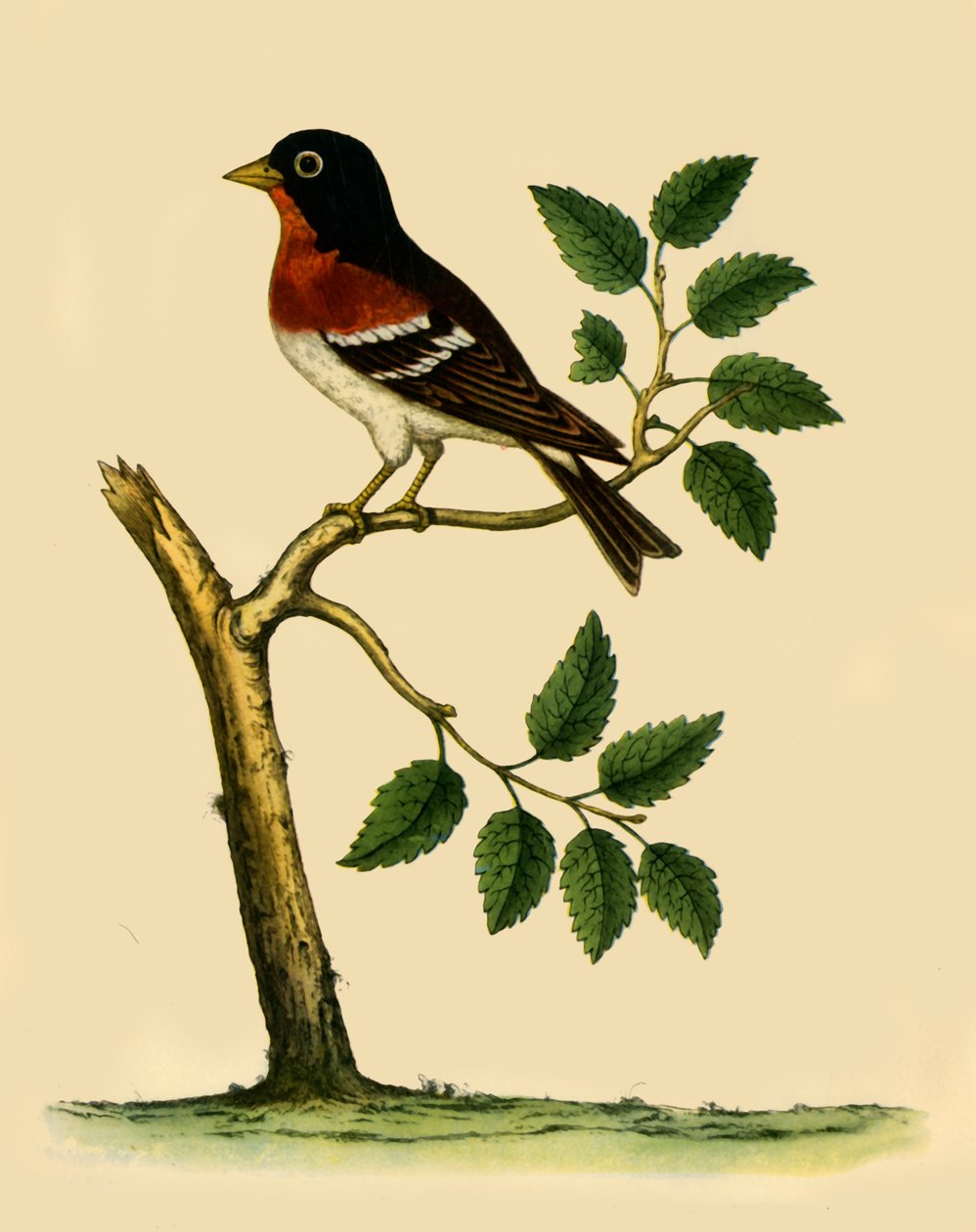 Vink, 1738, 1942 door Eleazar Albin