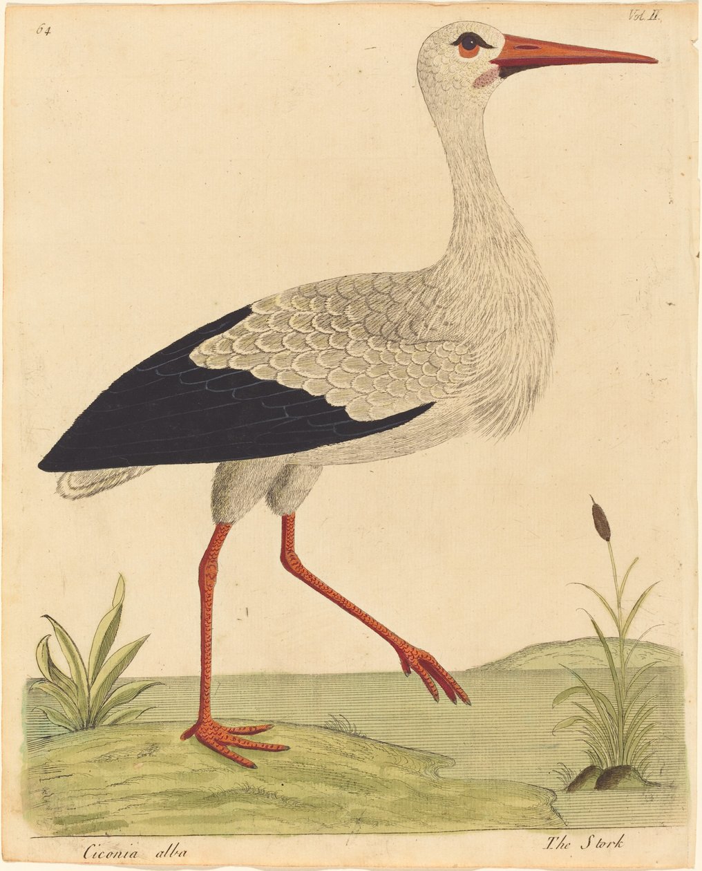 De ooievaar Ciconia Alba, gepubliceerd 1731-1738 door Eleazar Albin