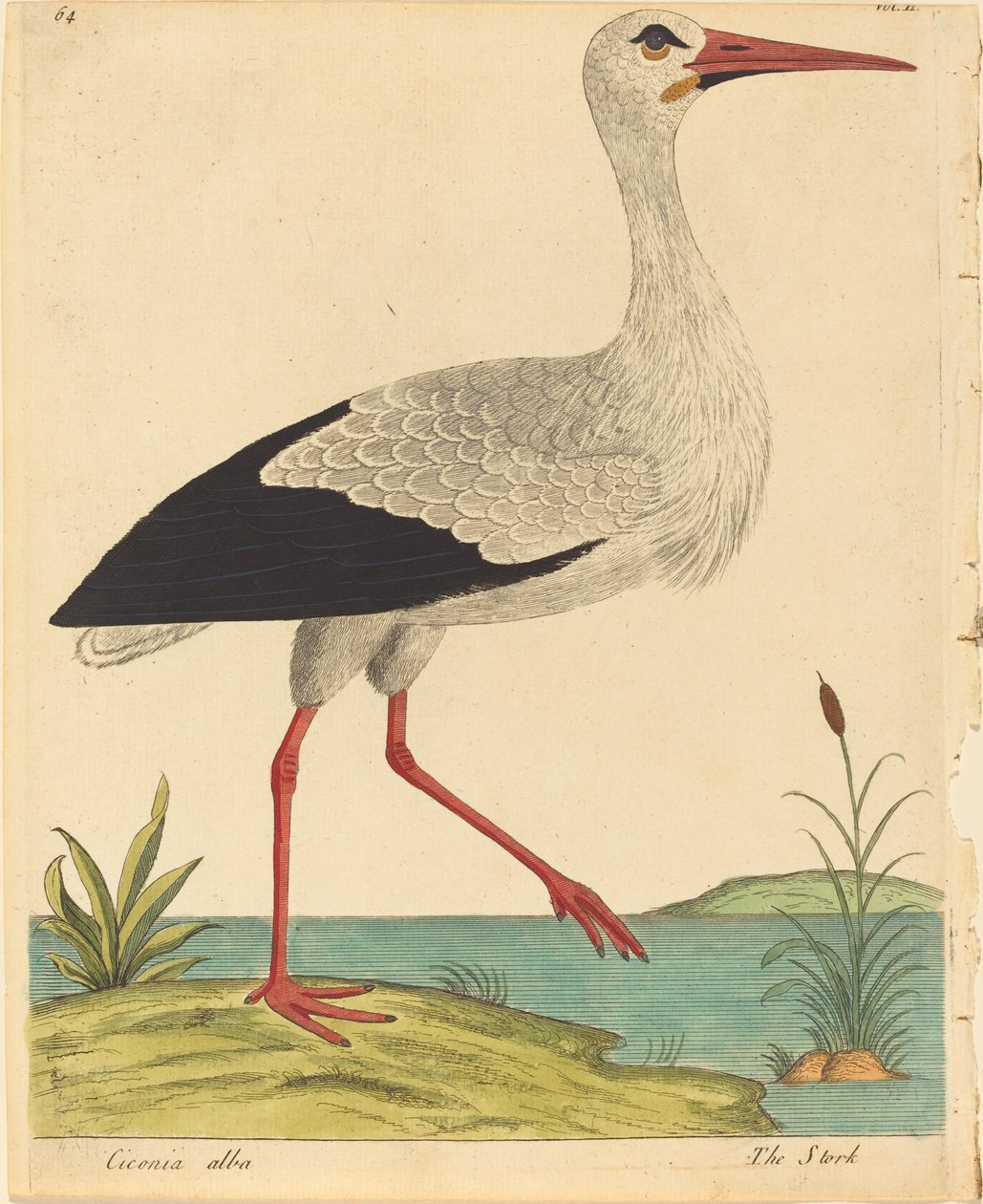 De Ooievaar Ciconia Alba, gepubliceerd 1731-1738 door Eleazar Albin