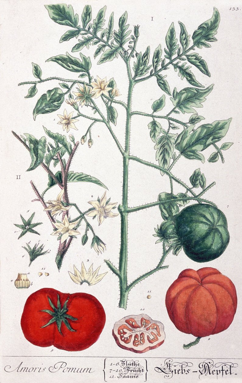 De gouden appel (tomaat) door Elizabeth Blackwell