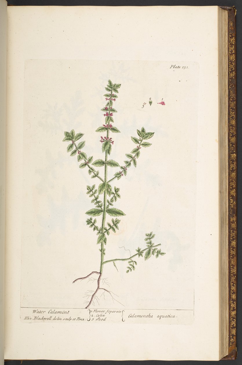 Plate 131, uit 