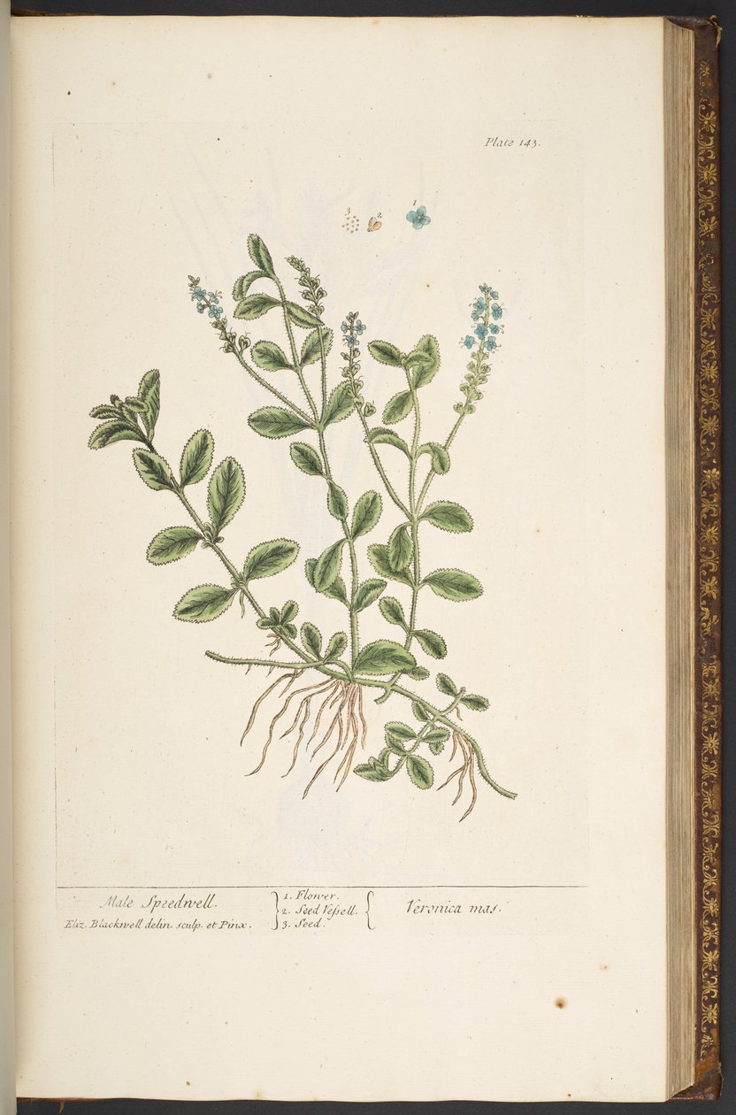 Plate 143, uit 