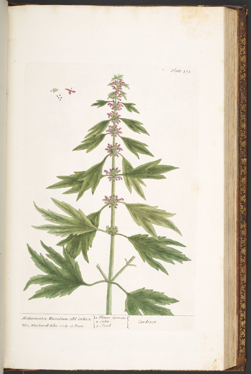 Plate 171, uit 