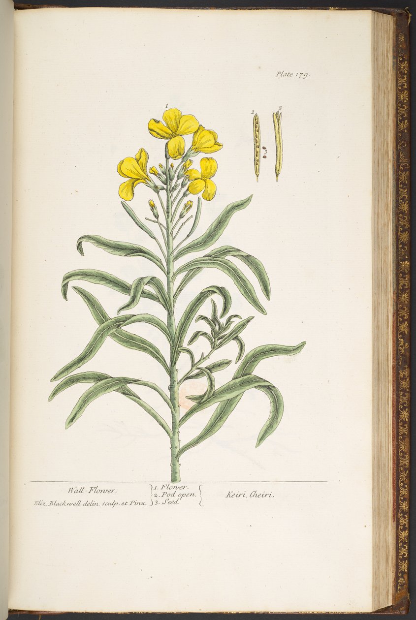 Plate 179, uit 