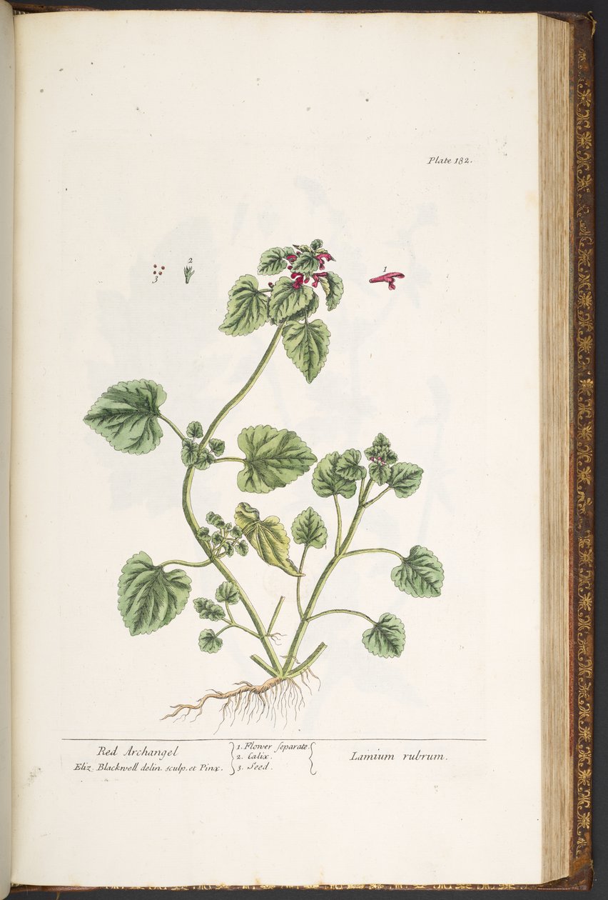 Plate 182, uit 