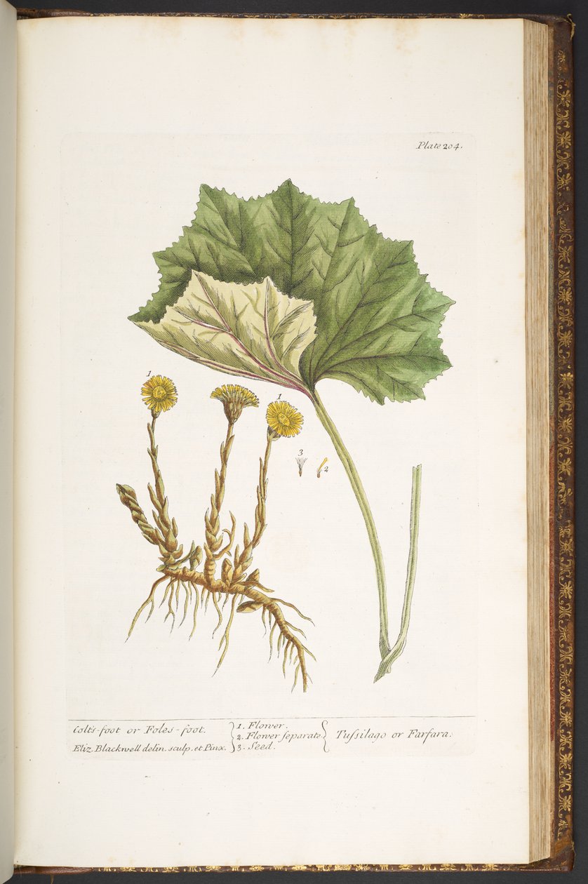 Plate 204, uit 