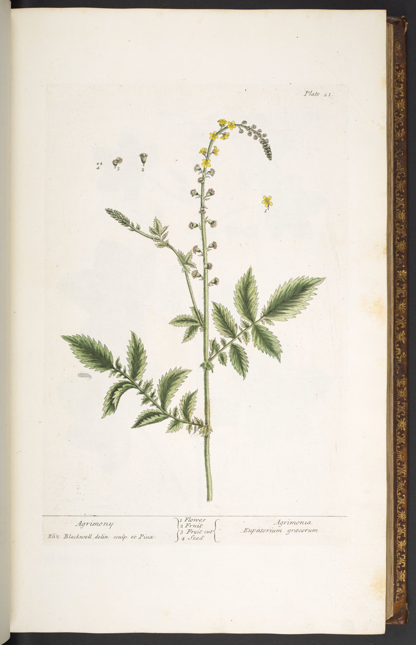 Plaat 21, Agrimonie, uit 