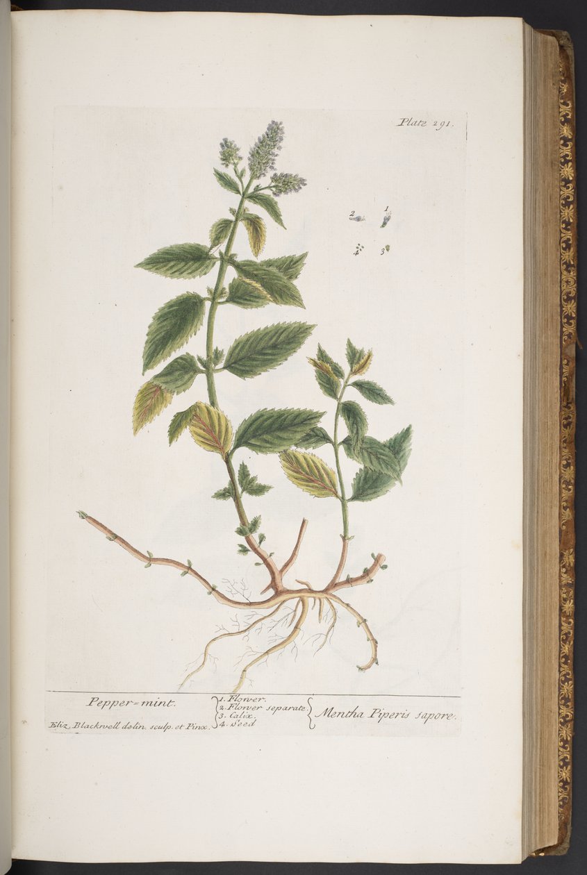 Plate 291, uit 