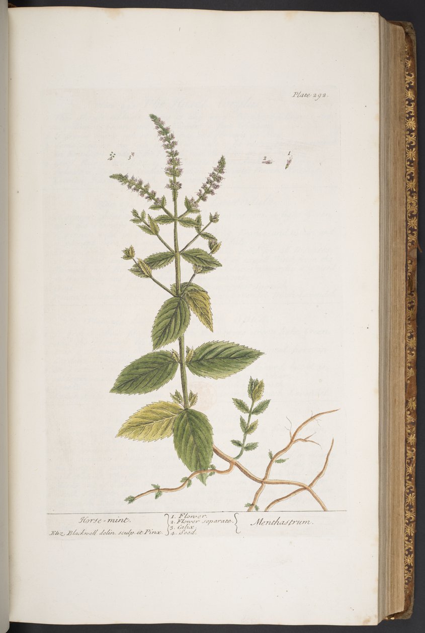 Plate 292, uit 