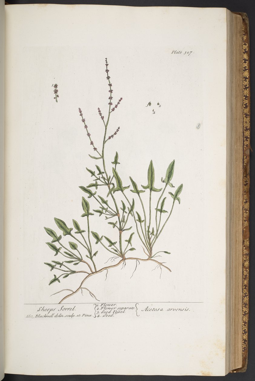 Plate 307, uit 