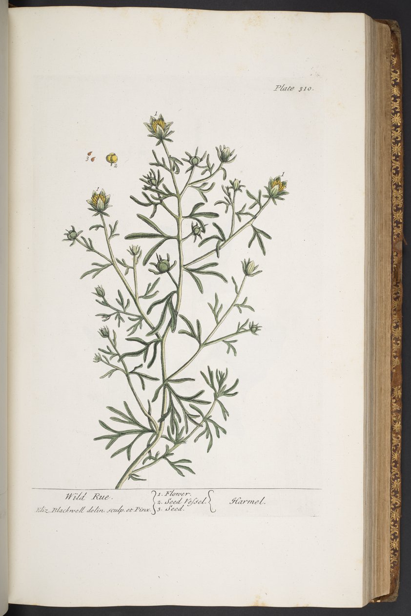 Plate 310, uit 