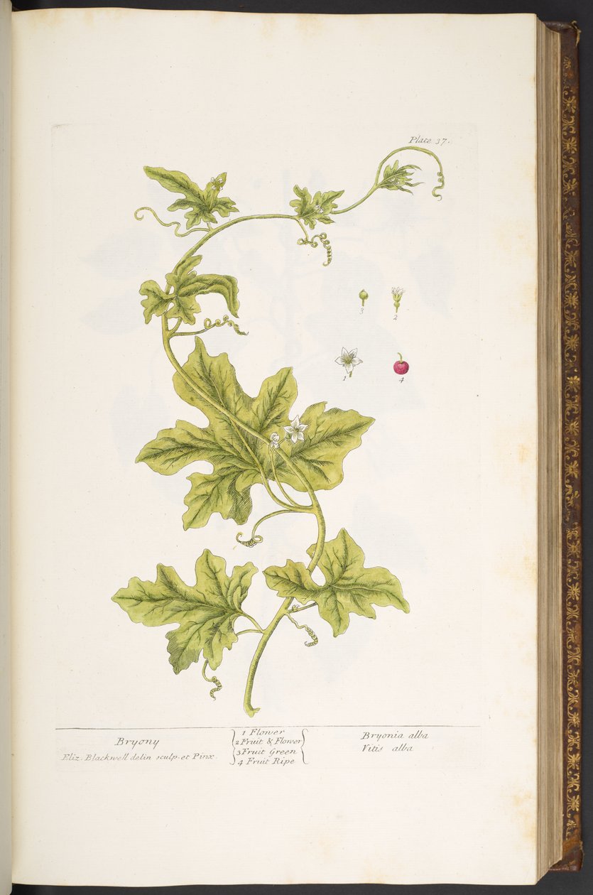 Plate 37, Bryony, uit 