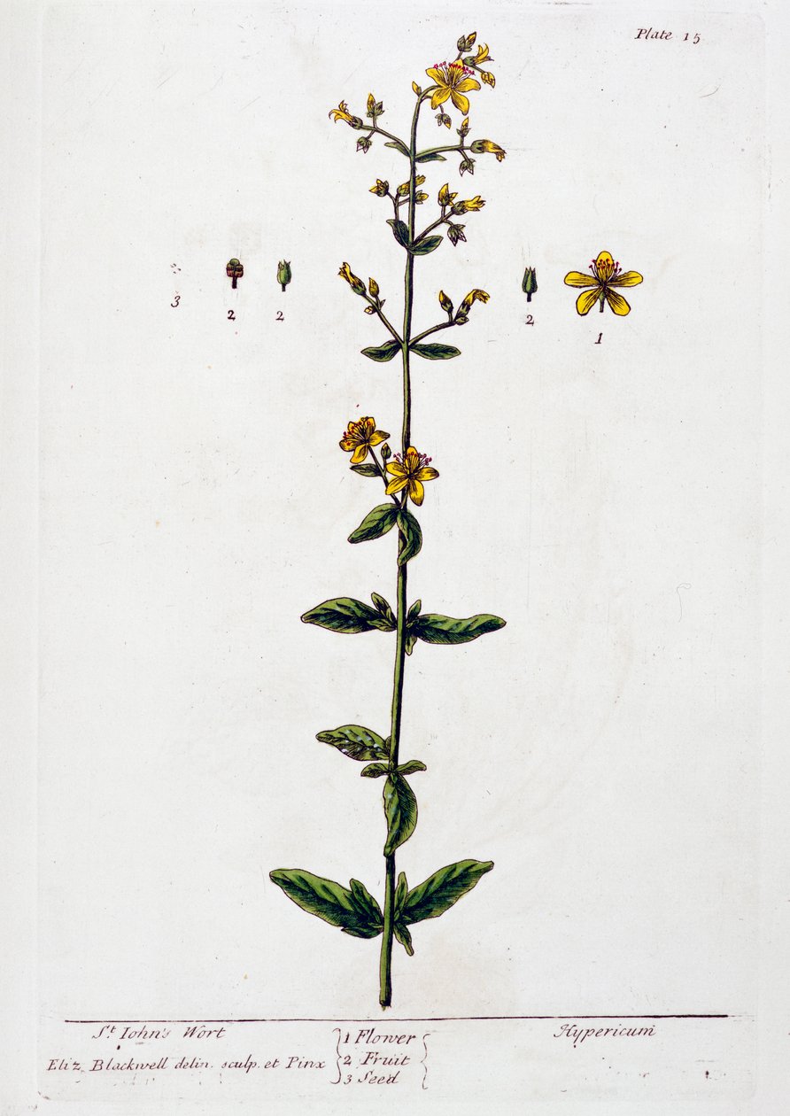 Sint-janskruid, 1782 door Elizabeth Blackwell