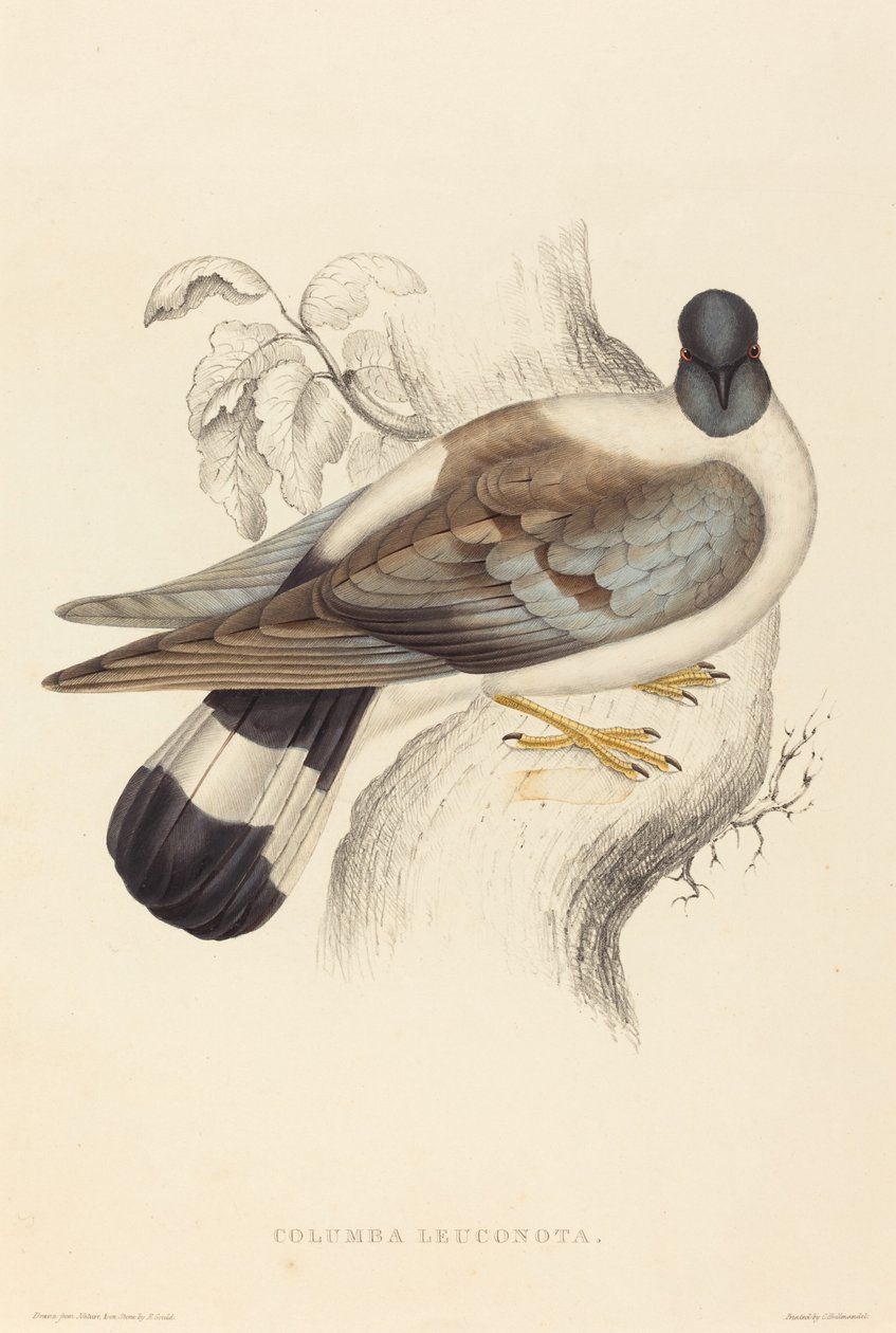 Columba Leuconota (Sneeuwduif) door Elizabeth Gould