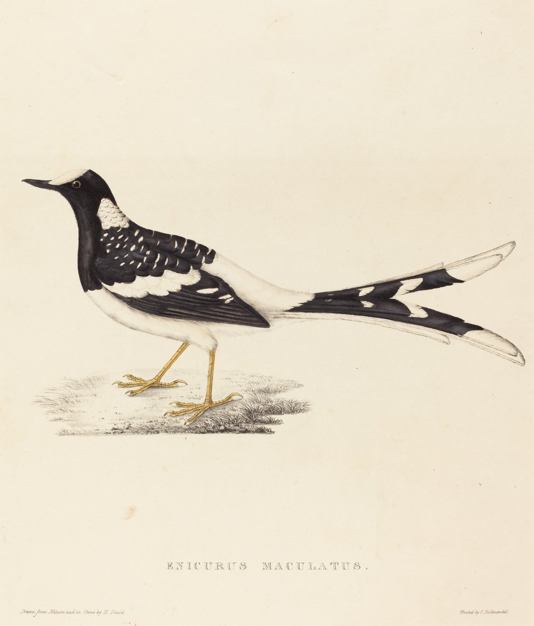 Enicurus Maculatus (Gevlekte vorkstaart) door Elizabeth Gould