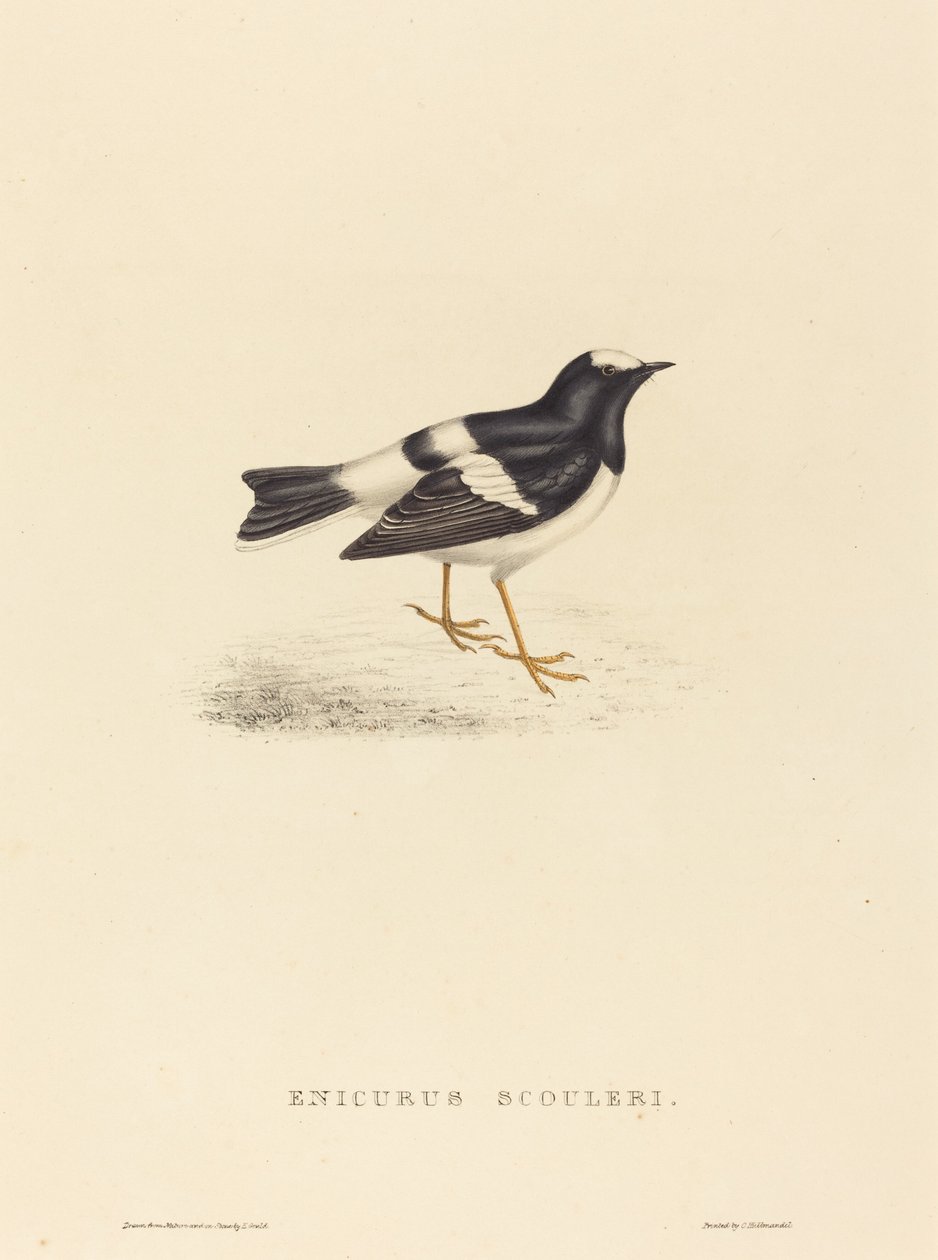 Enicurus Scouleri (Kleine Vorkstaart) door Elizabeth Gould