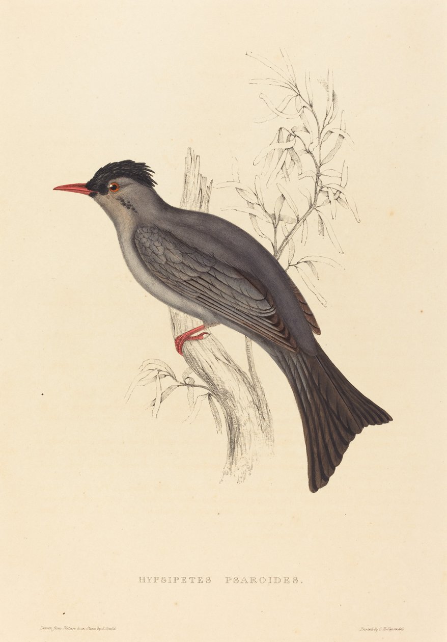 Hypsipetes Psaroides (Zwarte Bulbul) door Elizabeth Gould