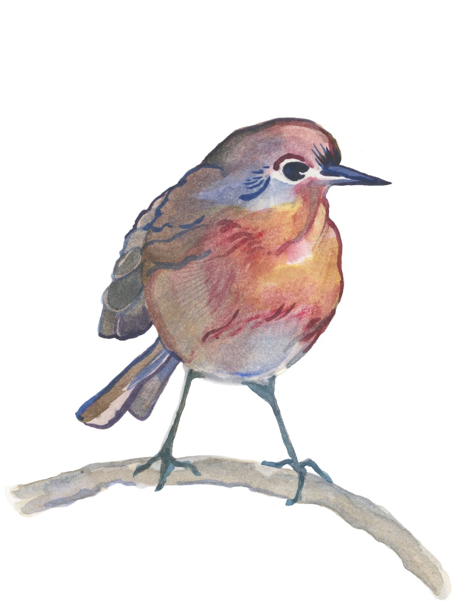 Robin, 2017 (aquarel) door Elizabeth Rider