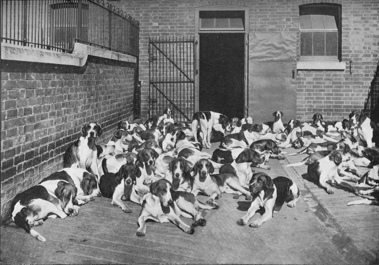 De Cottesmore Jachtgroep, ca. 1902, 1903 door Elliott and Fry