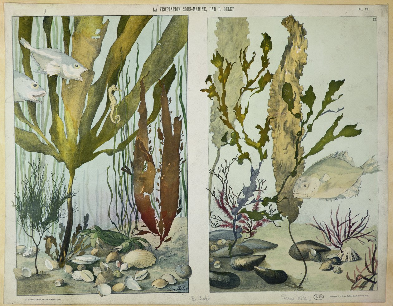 Zeewier, vissen, zeepaardje, krab en schelpdieren, geïllustreerde platen uit 
