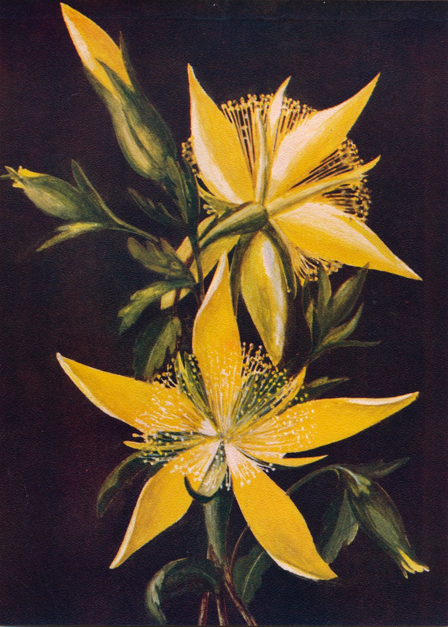 Blazing Star, c1915, 1915 door Emma Graham Clock