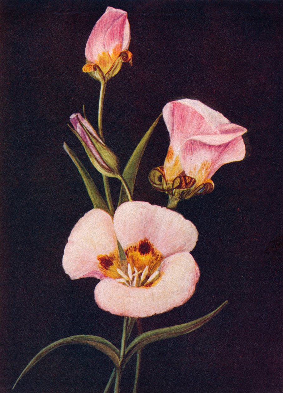 Mariposa Tulp, c1915 door Emma Graham Clock
