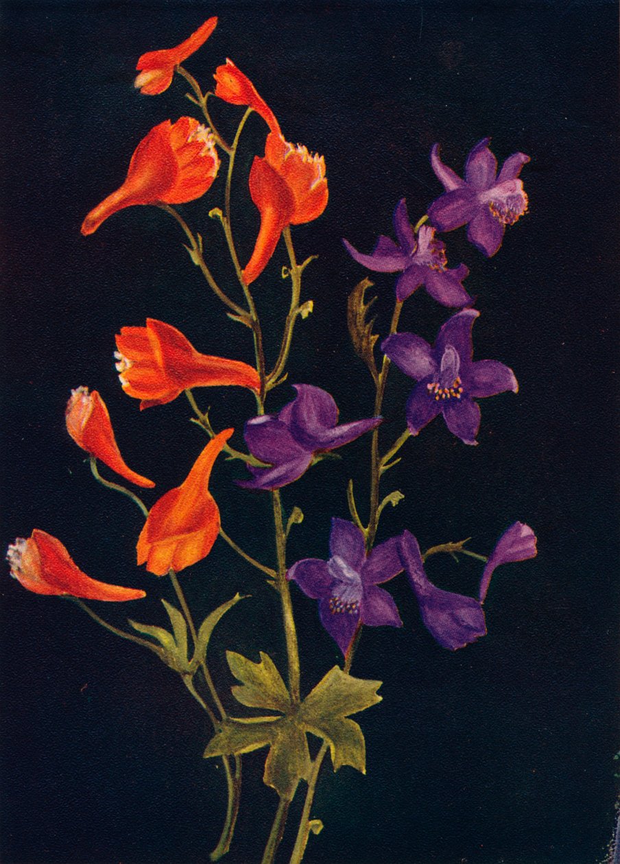 Scharlaken en blauwe ridderspoor door Emma Graham Clock