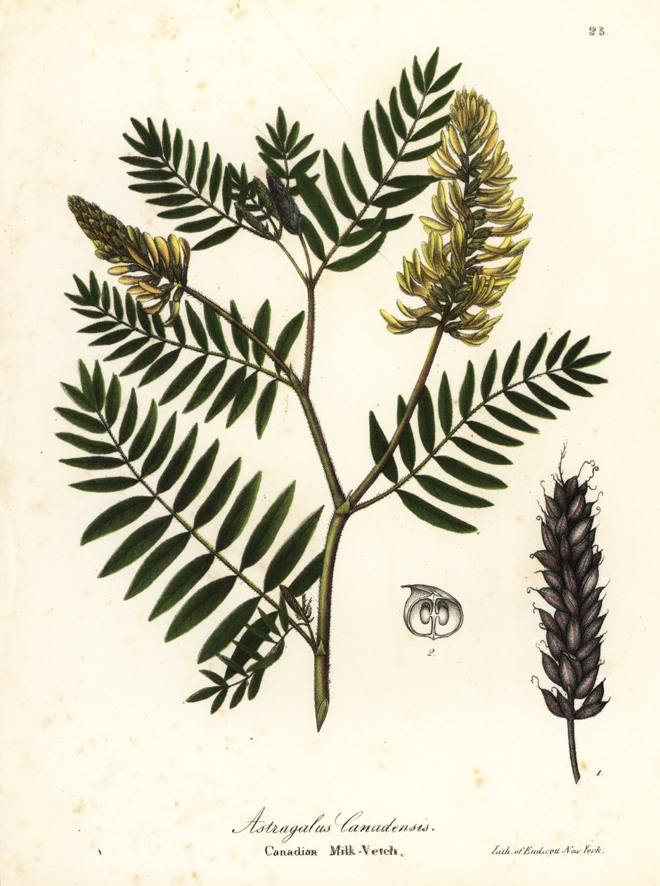 Canadese melk-wikke, Astragalus canadensis door Endicott Endicott