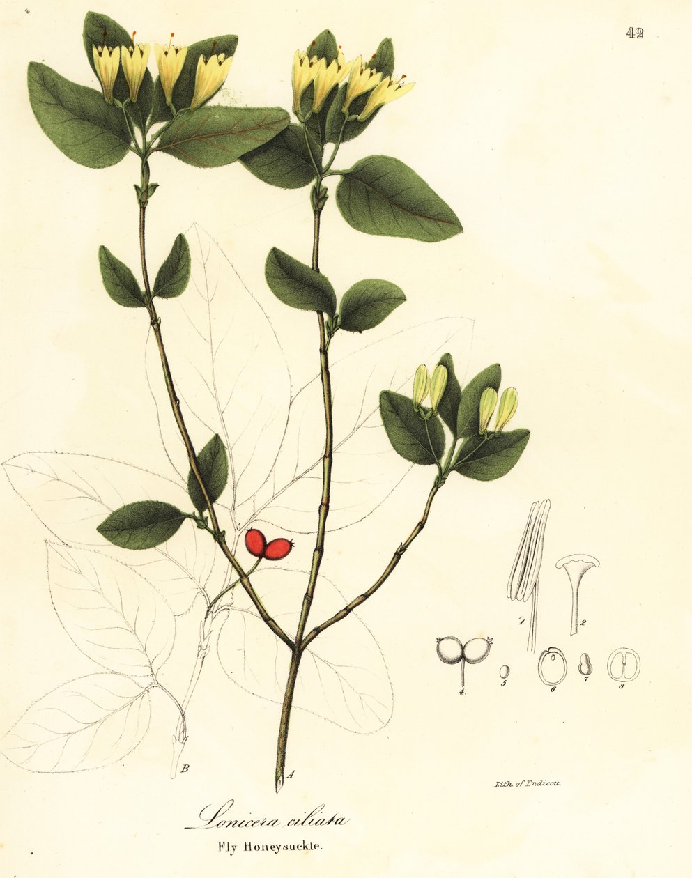 Vliegende kamperfoelie, Lonicera ciliata door Endicott Endicott