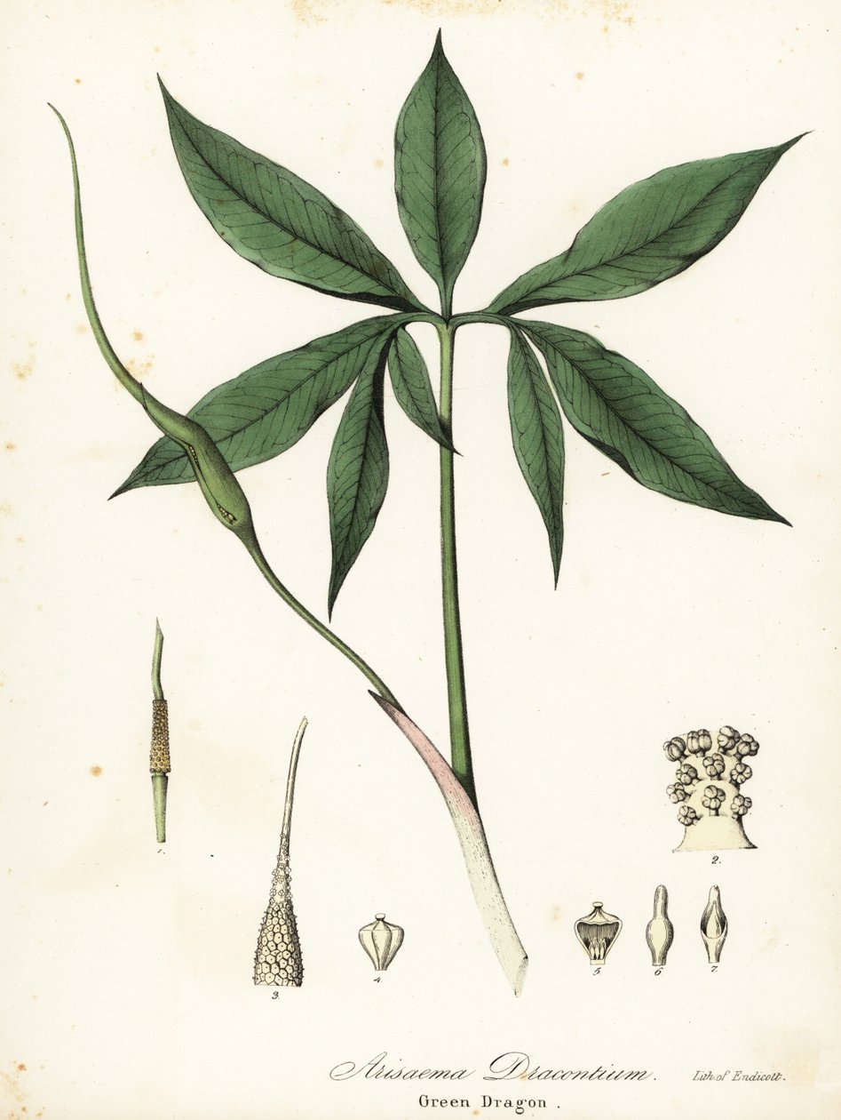Groene draak of drakenwortel, Arisaema dracontium door Endicott Endicott