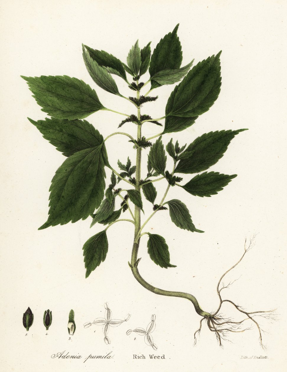 Rijk onkruid, Adenia pumila (Collinsonia canadensis?) door Endicott Endicott