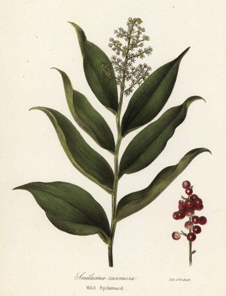Treacleberry, Maianthemum racemosum door Endicott Endicott