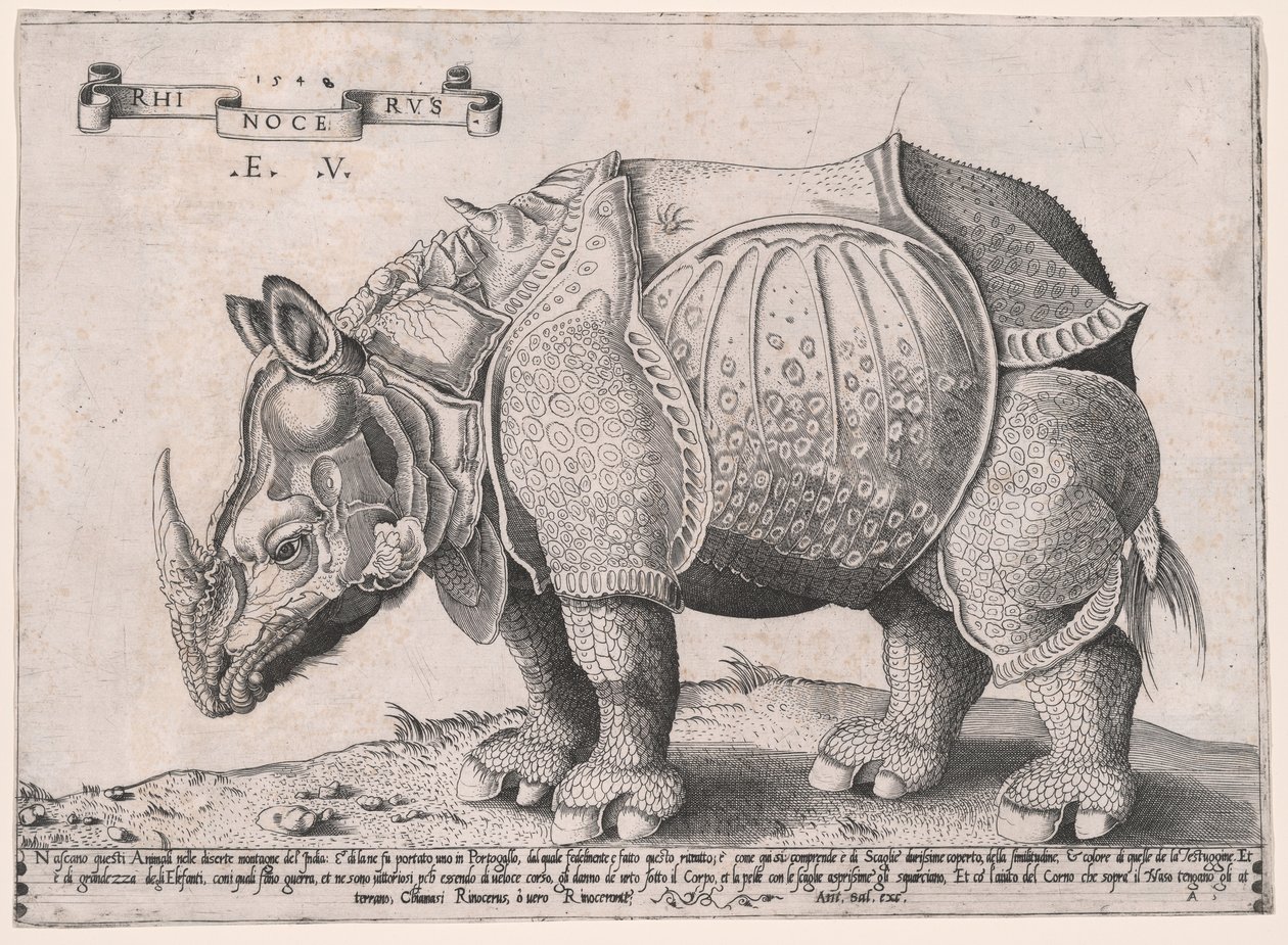 Neushoorn door Enea Vico