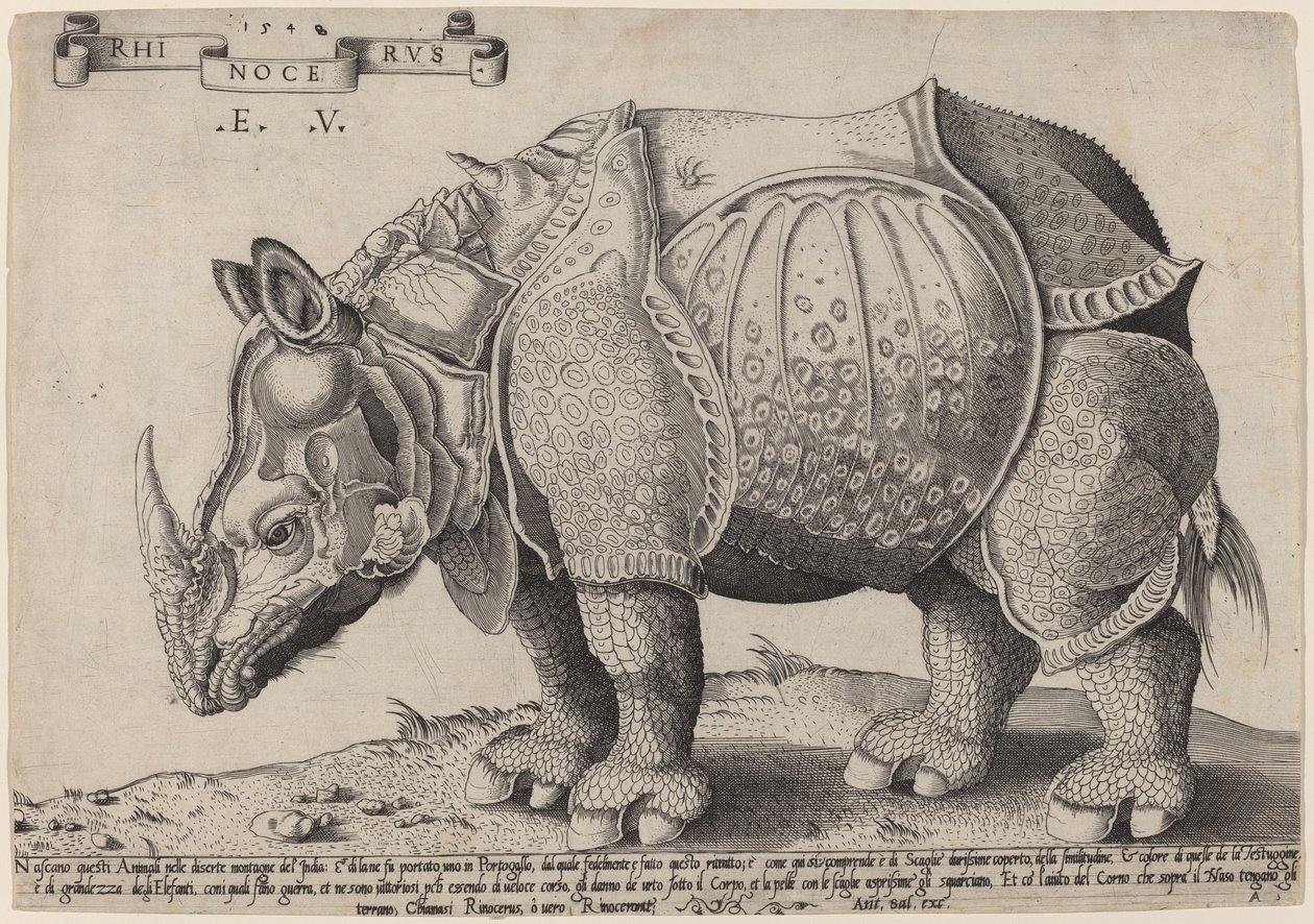 Neushoorn door Enea Vico after Albrecht Dürer