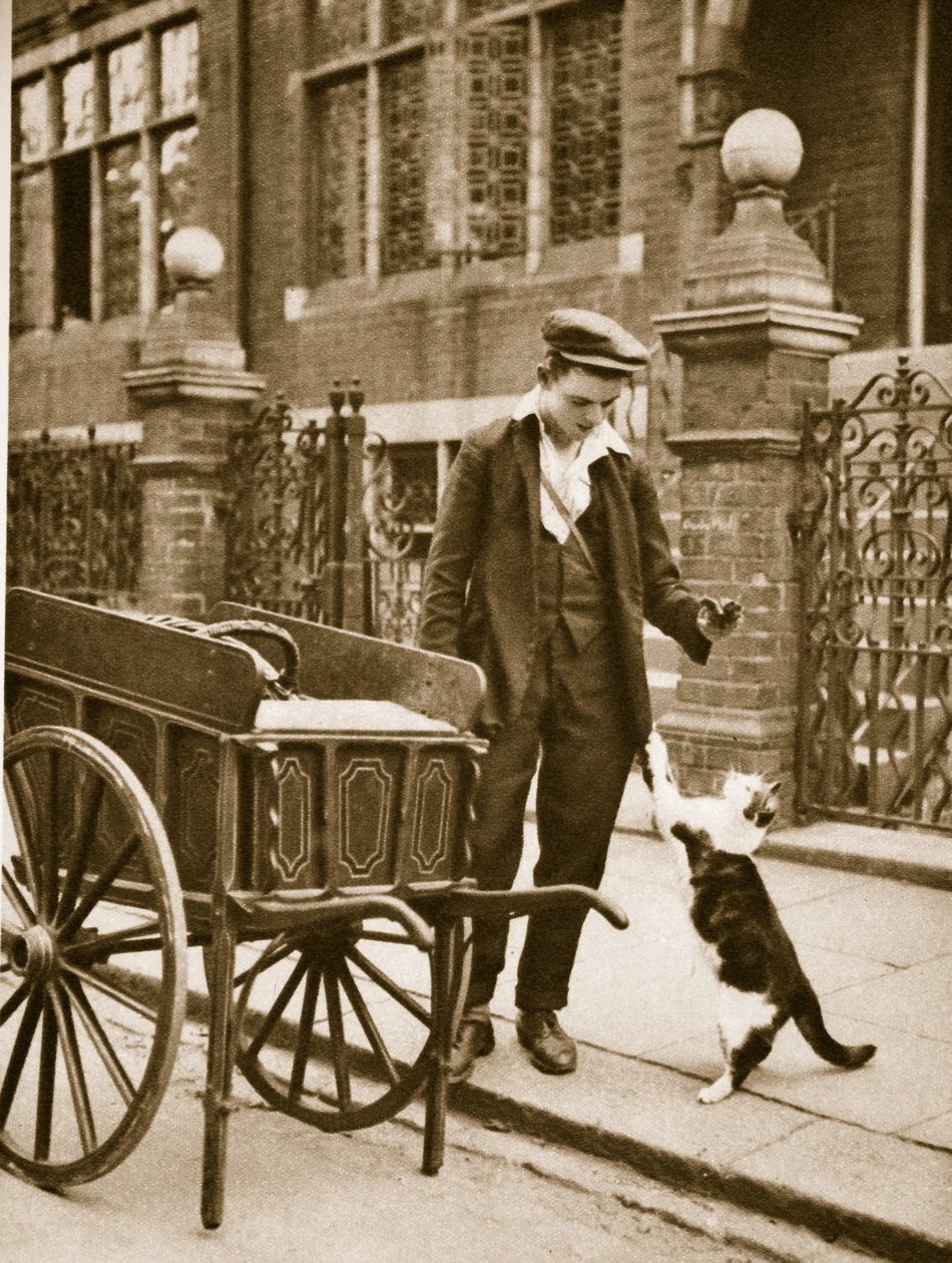 Een kattenvleesman houdt vlees uit voor een kat door English Photographer