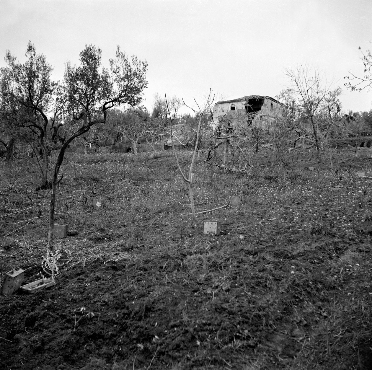 Mijnenveld, nabij de top van Licolle Ridge, ca. 1944 door English Photographer