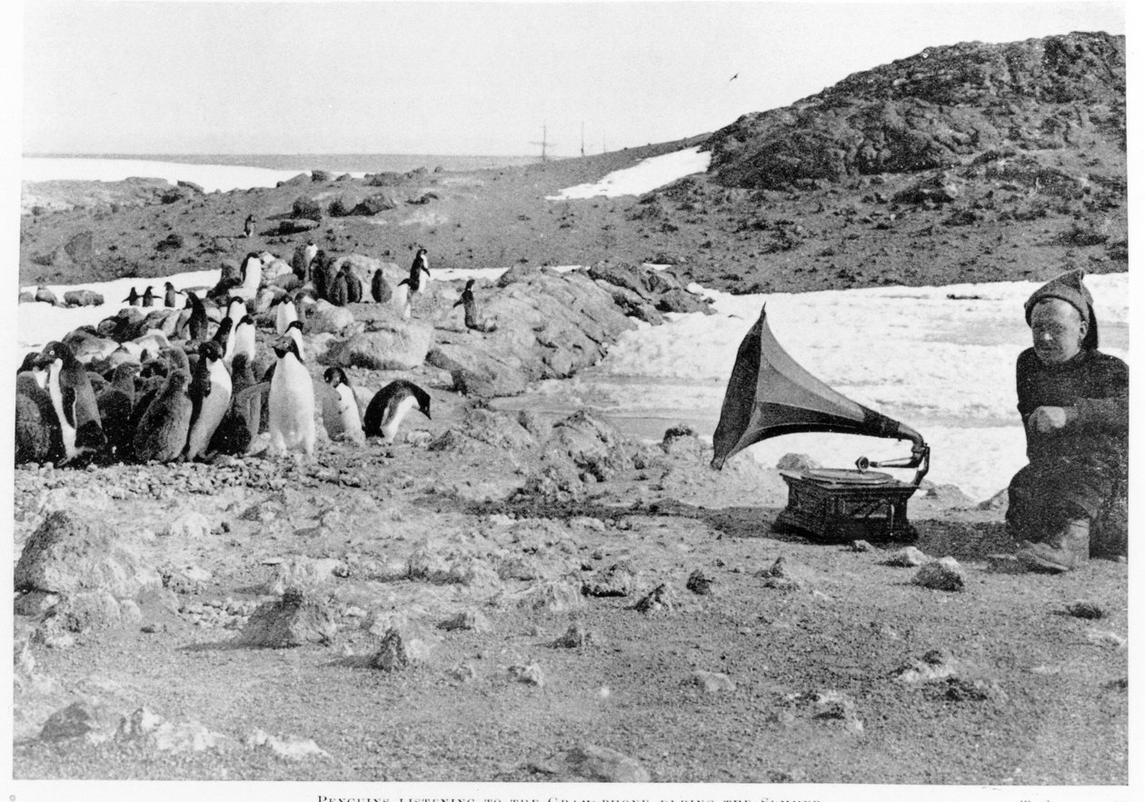 Pinguïns luisteren naar de grammofoon tijdens Shackletons Antarctische expeditie 1907-09, uit The Heart of the Antarctic door Shackleton, gepubliceerd in 1909 door English Photographer