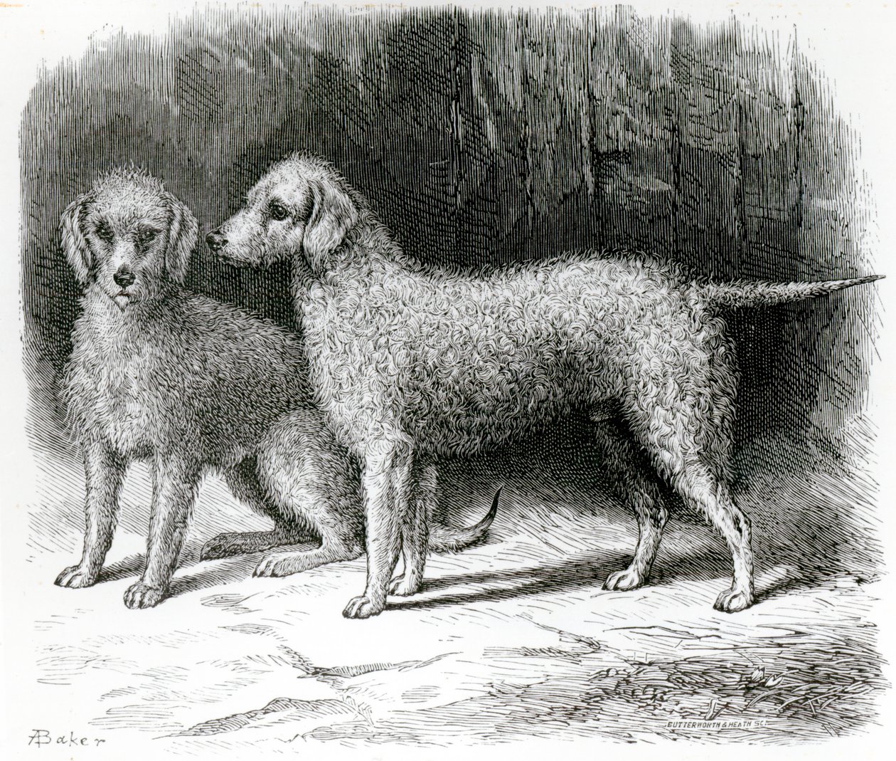 Bedlington Terriers- Mr. F. Armstrong