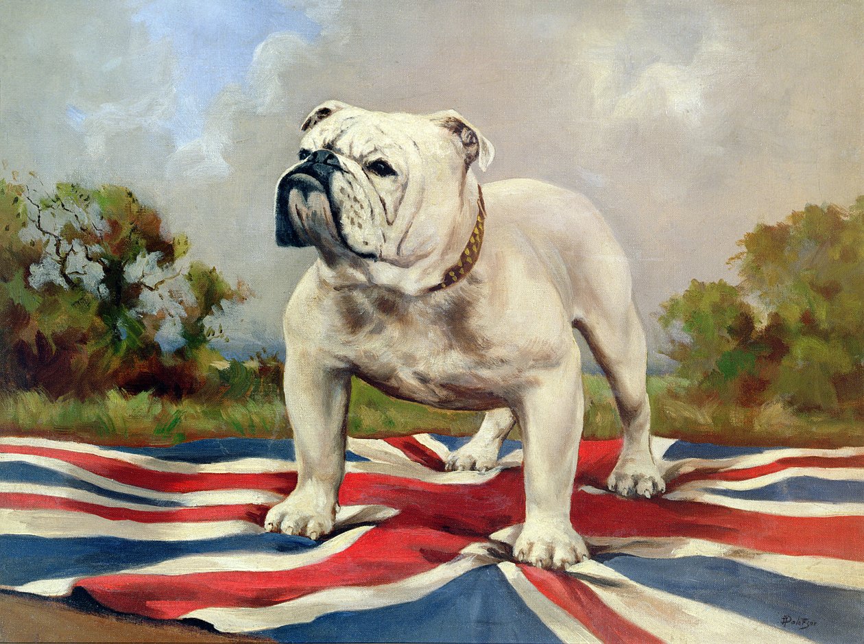 Britse Bulldog door English School