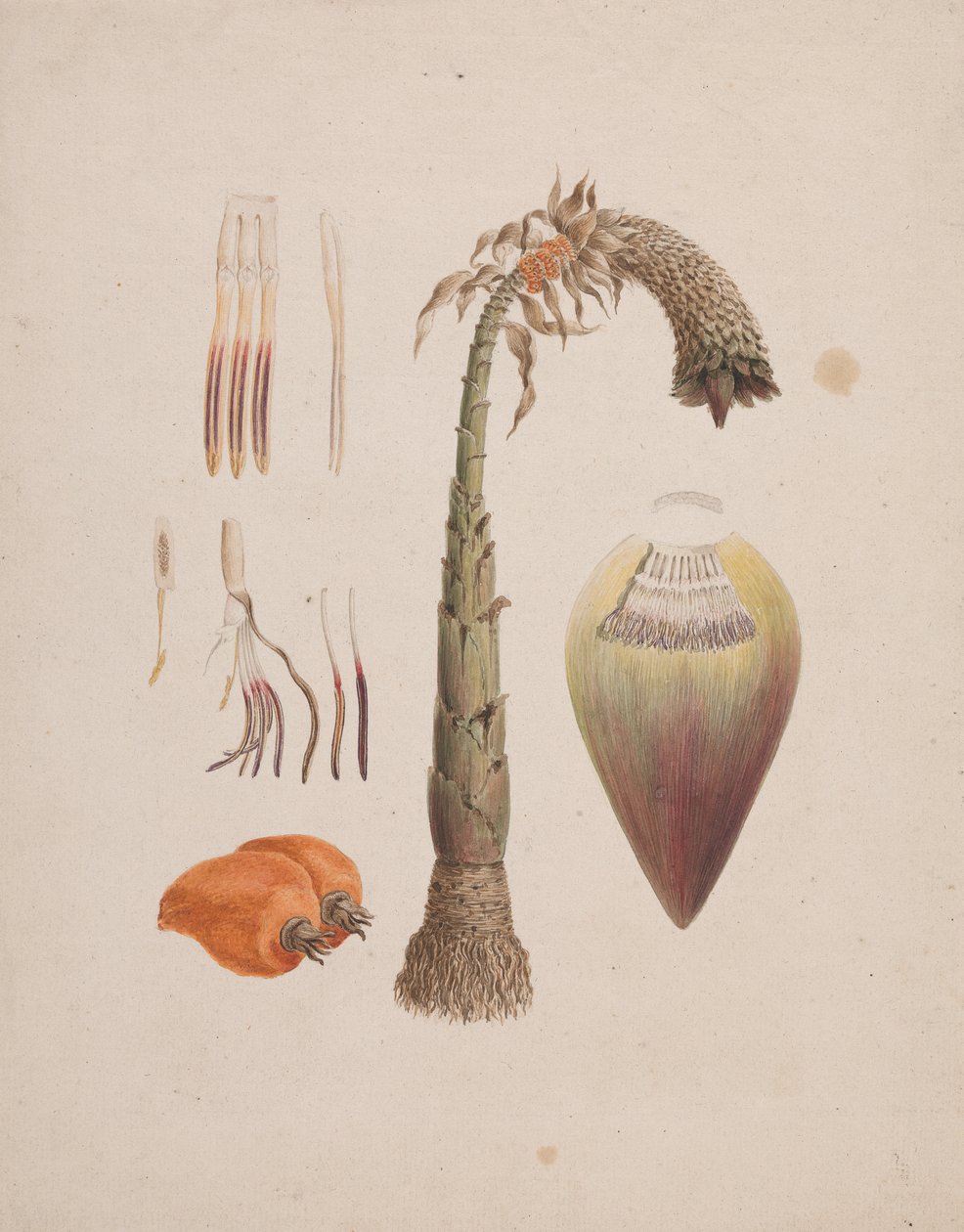 Ensete Ventricosum door English School