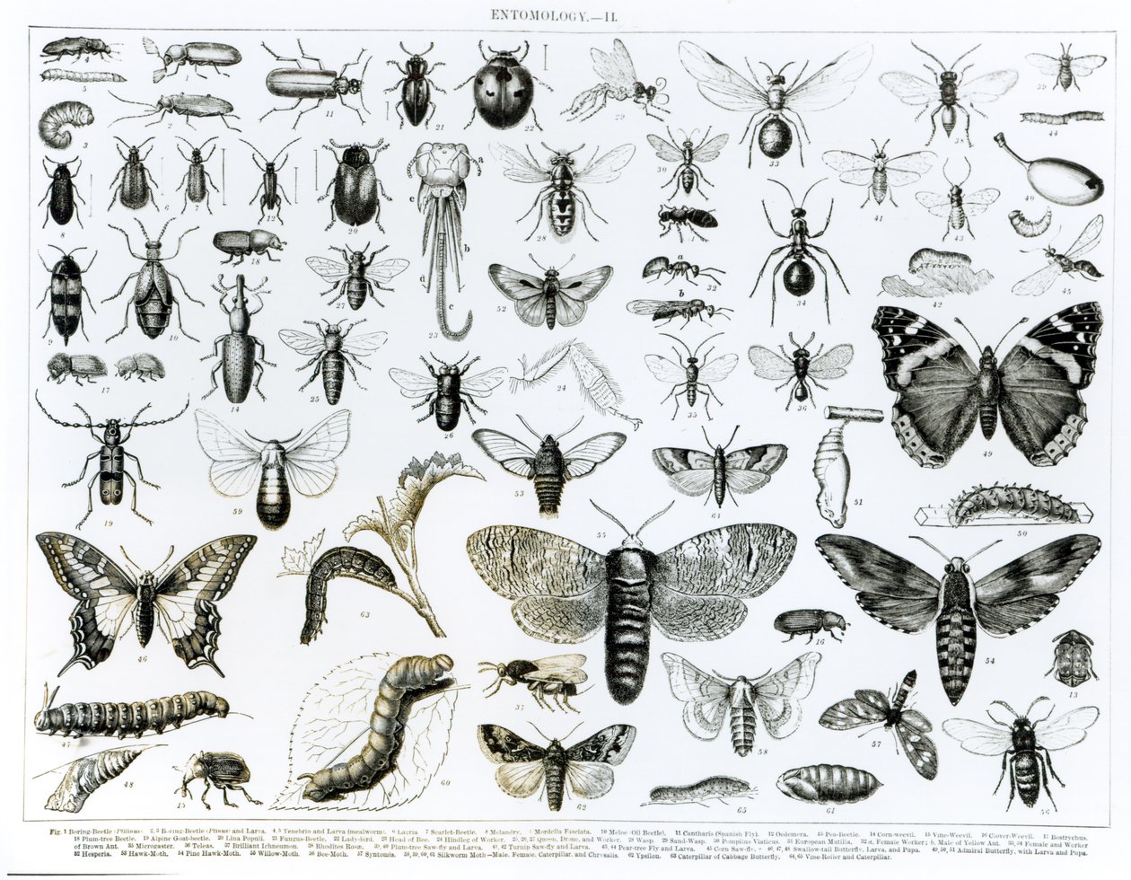 Entomologie door English School