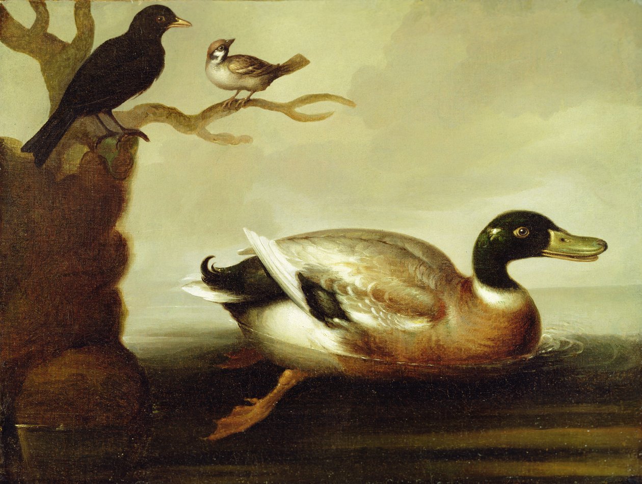 Wilde Eend en Andere Vogels, c.1700 door English School