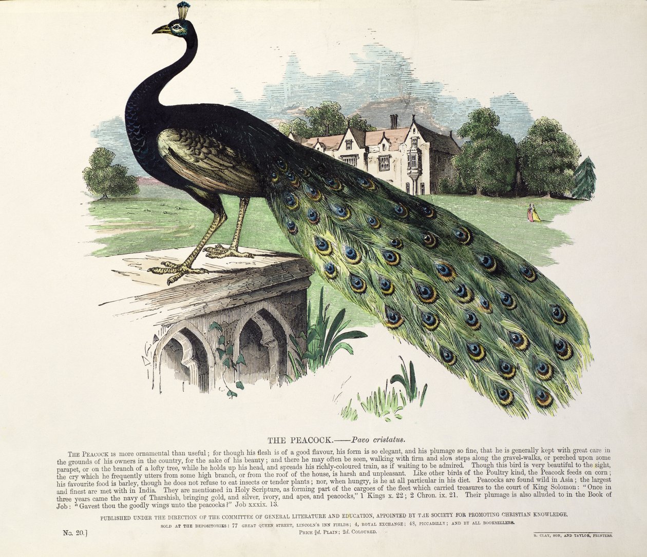 Pauw (Pavo Cristatus) door English School