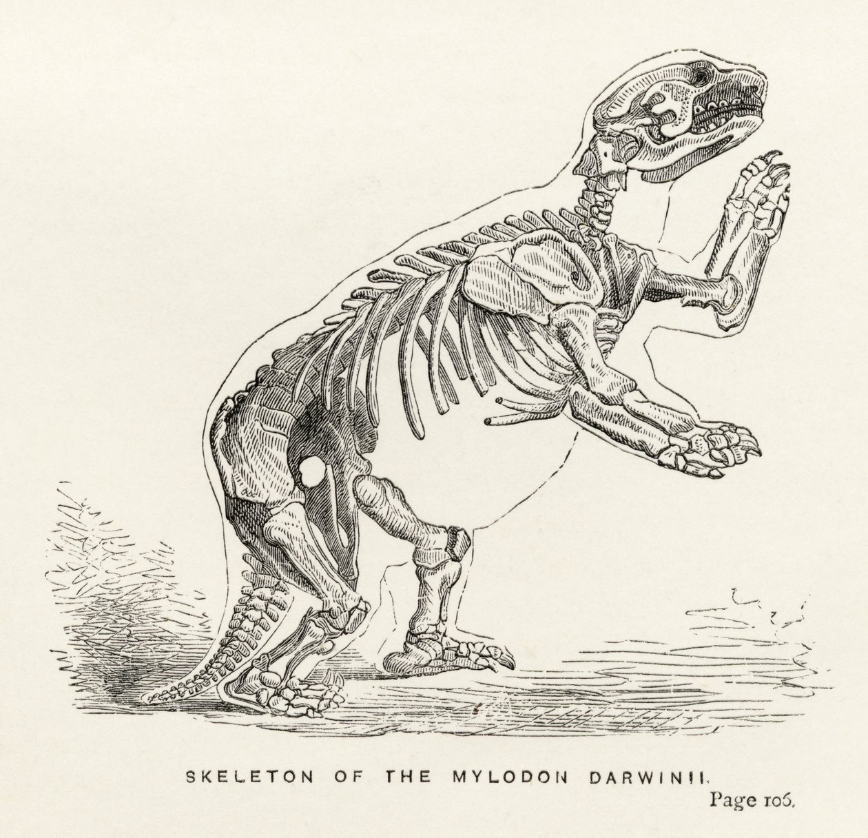 Skelet van de Mylodon Darwinii, uit 