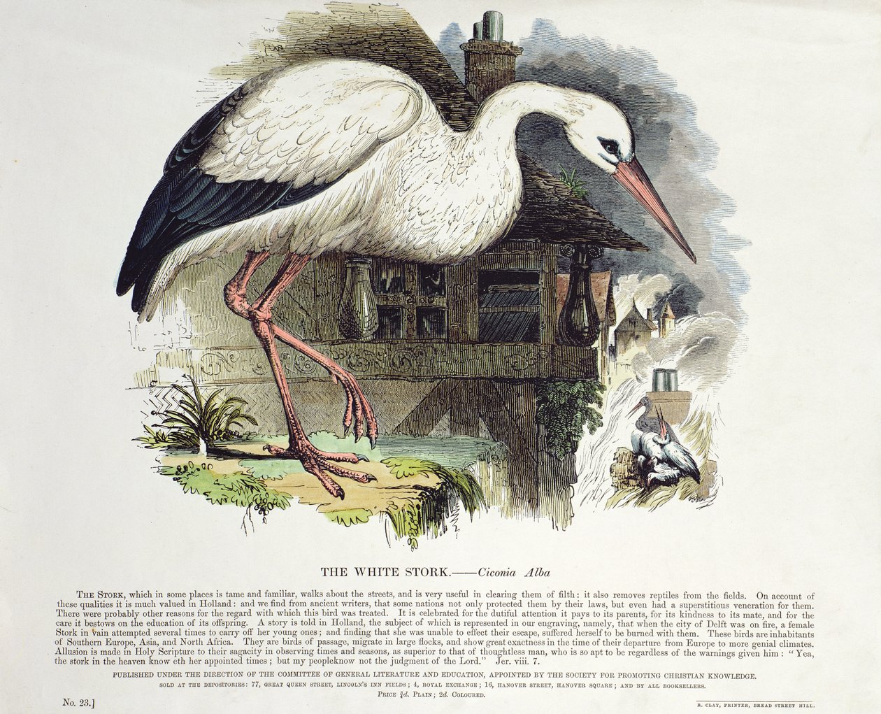 Witte ooievaar (Ciconia Alba) door English School
