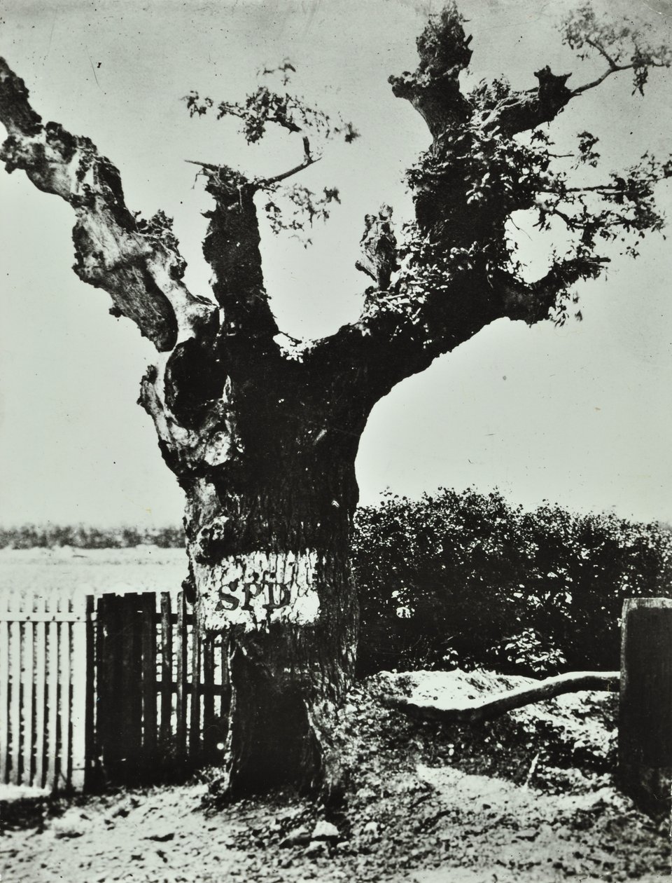 Brockley Lane: Old Oak, Londen, 1890 door English Photographer