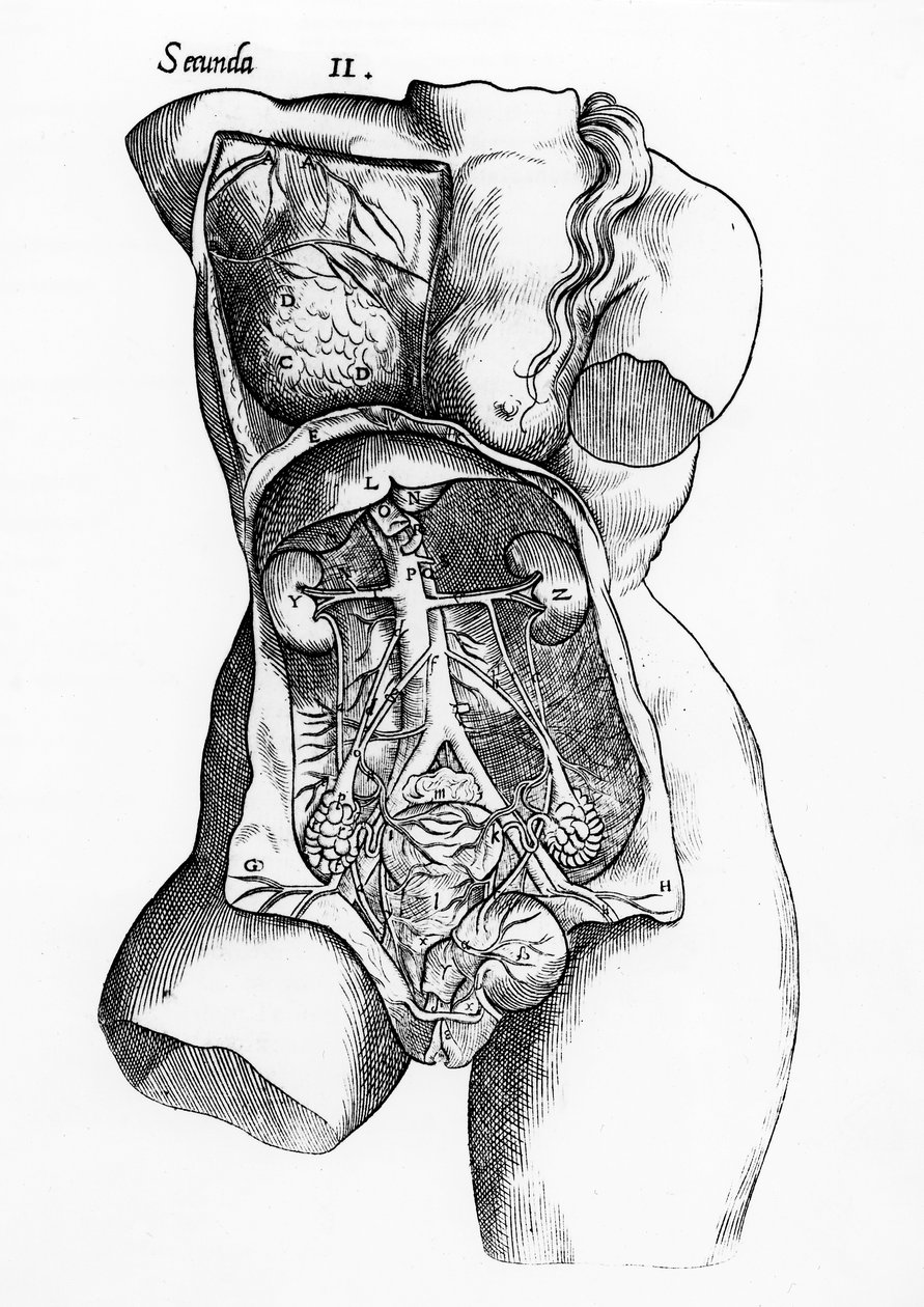 Anatomische studie van het vrouwelijke menselijk lichaam door English School